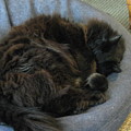 Cat sleeping eyes covered